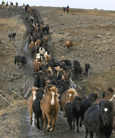 Iceland-Iceland Shorts-Horse Round Up in Iceland